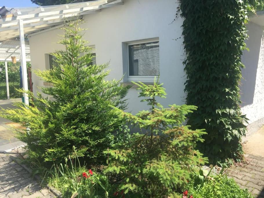 Kleines Haeuschen Am Garten In דארמשטאדט מראה חיצוני תמונה